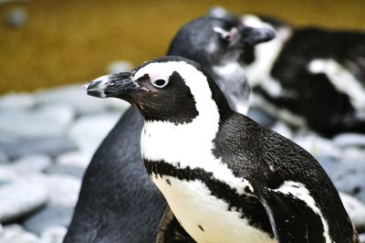 Close-up of penguin against blurred background