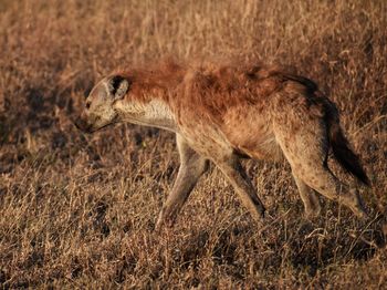 View of giraffe running on field