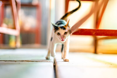 Portrait of kitten on floor