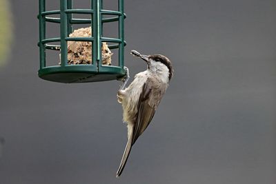 Low angle view of bird flying