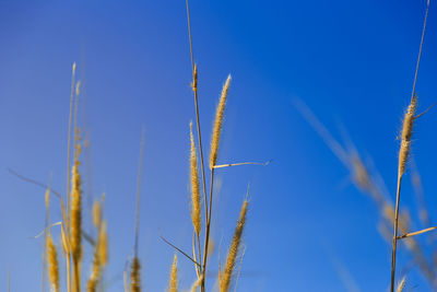 Low angle view of stalks against blue sky