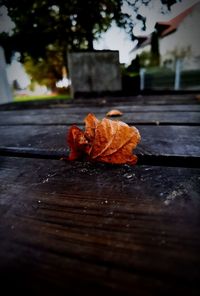 Close-up of autumn leaves on wood