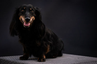 Portrait of black dog against gray background