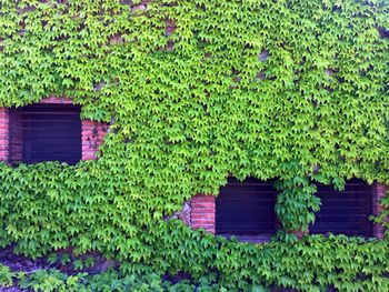 View of ivy on green plants