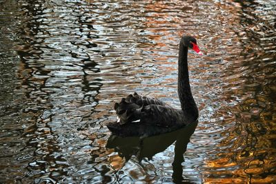 Black swan swimming on lake