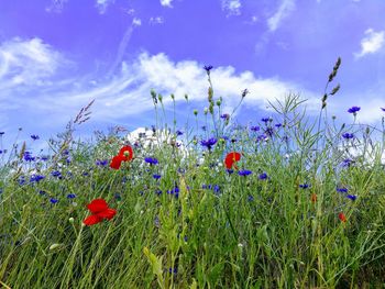 Close-up of purple flowering plants on field against blue sky