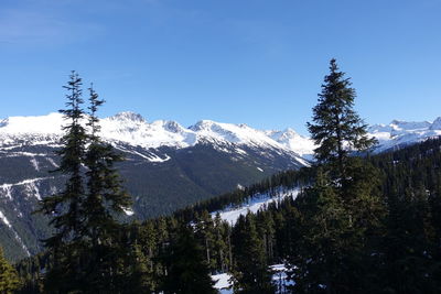 Pine trees on snowcapped mountains against clear sky