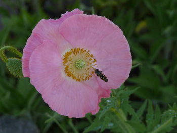 Close-up of pink flower