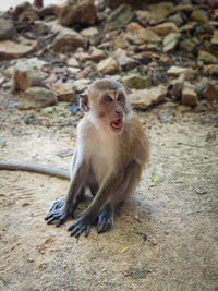 Monkey sitting on rock