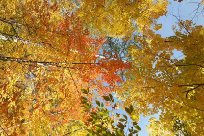 Low angle view of autumnal trees