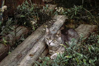 Portrait of cat on tree