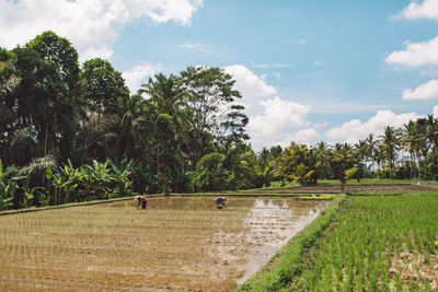 Scenic view of people working on a rice field 