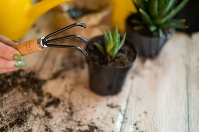 Close-up of potted plant on table