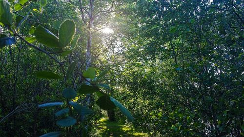 Low angle view of trees