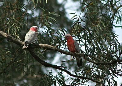 Low angle view of birds perching on branch