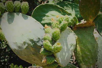 High angle view of prickly pear cactus