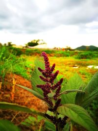 Close-up of flower on landscape against sky