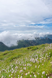 Scenic view of grassy field against cloudy sky