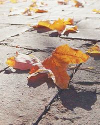 Close-up of leaves on ground