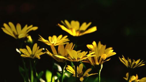 Close-up of yellow flowering plants