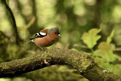 Close-up of bird perching on tree