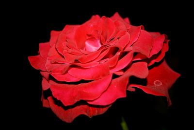 Close-up of red rose against black background