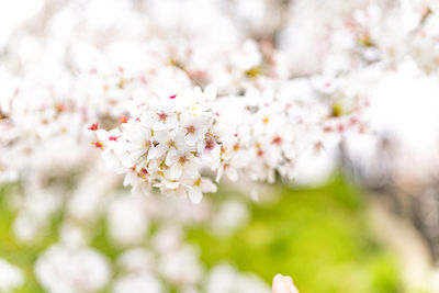 Close-up of cherry blossom tree