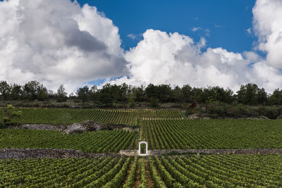 Scenic view of agricultural field against sky