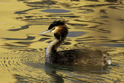 Bird swimming in lake