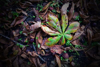 High angle view of plant growing on field