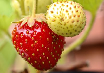 Close-up of strawberry growing on cactus