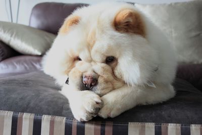 Close-up of dog resting