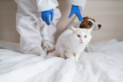 Portrait of white cat on bed