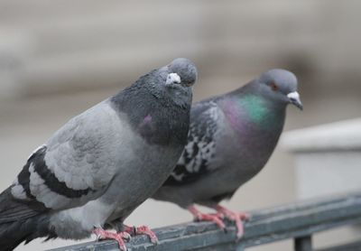 Close-up of pigeon perching on railing