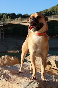 Portrait of dog standing in water