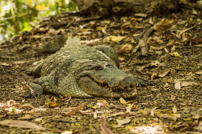 Close-up of lizard on land