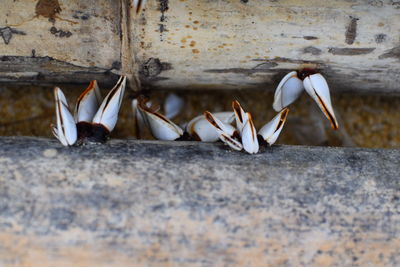 Close-up of seashells on rock