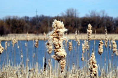 Close-up of flower in pond