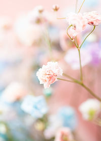 Close-up of cherry blossom