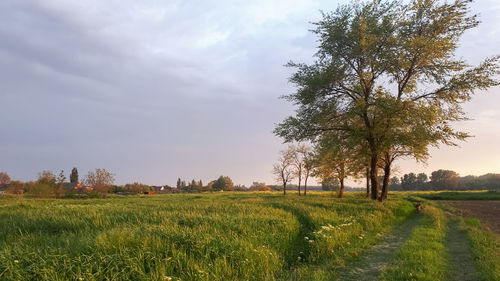 Scenic view of agricultural field against sky