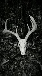 Close up of human skull on wall