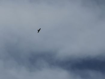 Low angle view of bird flying in sky