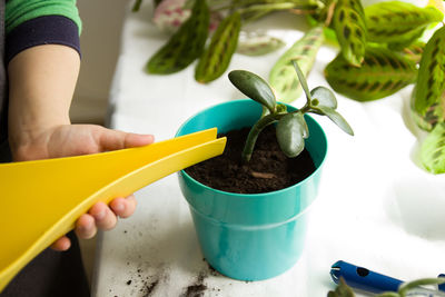 High angle view of hand holding potted plant