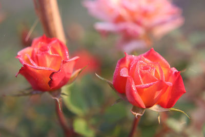 Close-up of red rose blooming outdoors