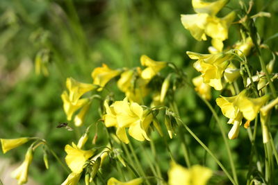 Close-up of yellow flowering plants