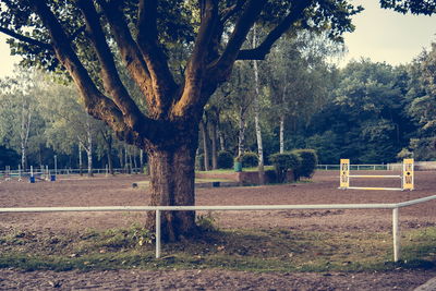 Trees in the forest