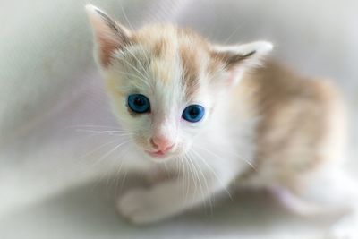 Close-up portrait of kitten