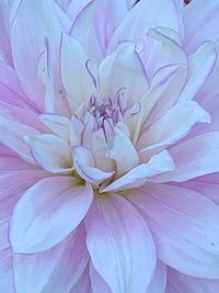 Close-up of pink dahlia