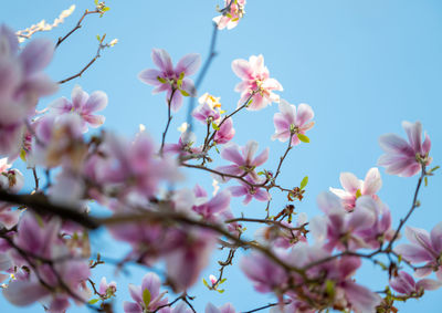 Low angle view of cherry blossoms against sky