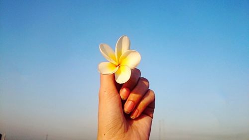 Close-up of woman holding flowers